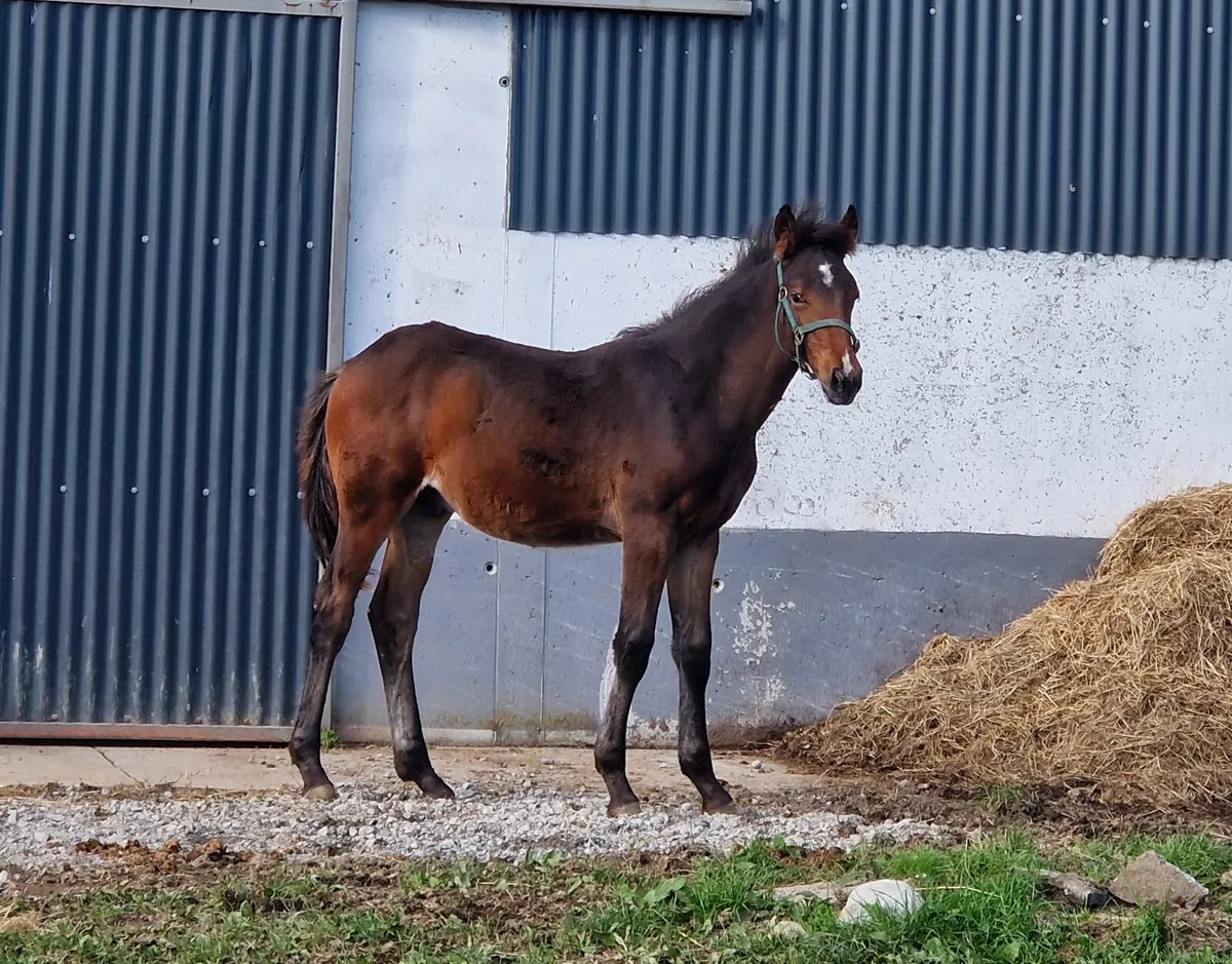 TRADITIONAL IRISH HORSE - Image 2