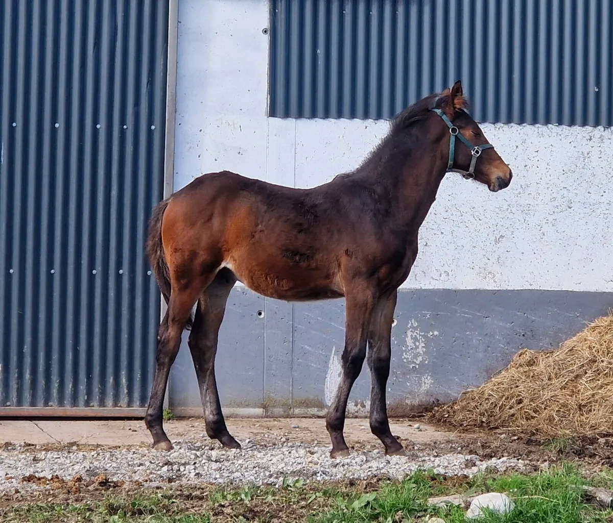 TRADITIONAL IRISH HORSE - Image 3