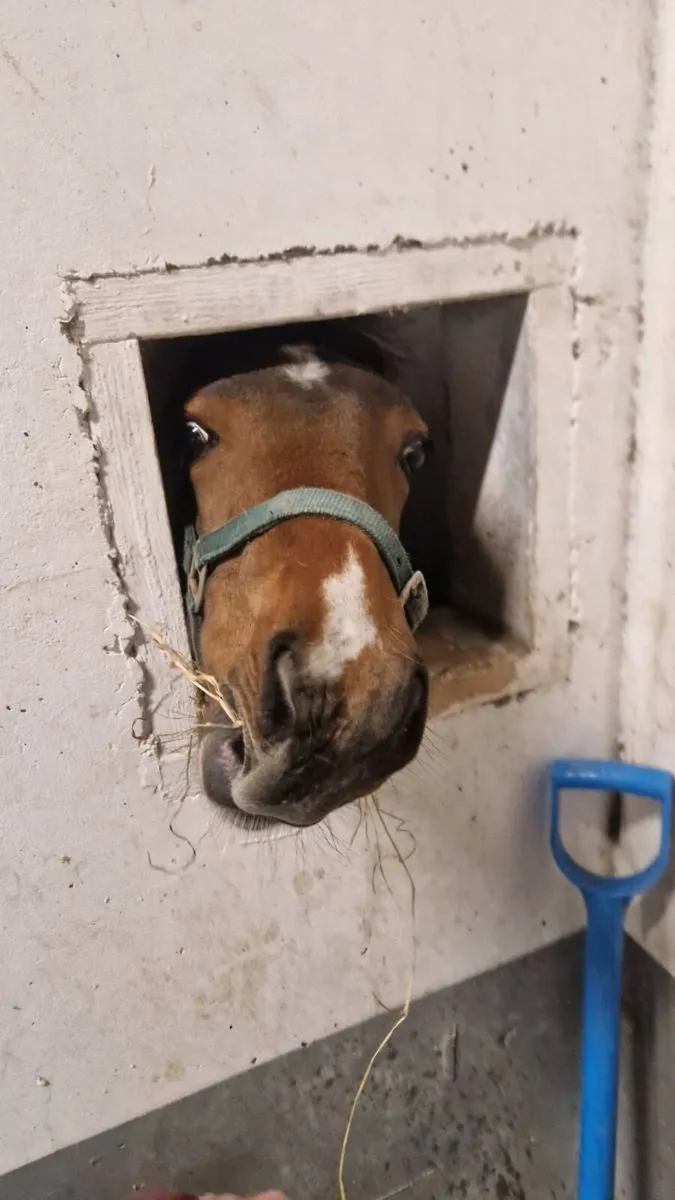 TRADITIONAL IRISH HORSE - Image 4