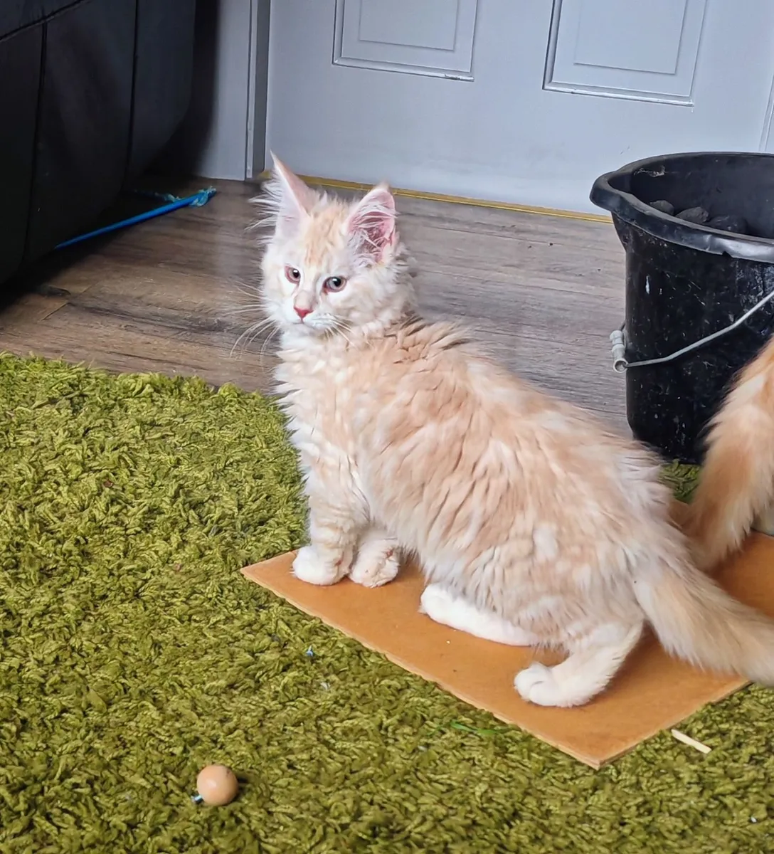 Maine coon - Image 3