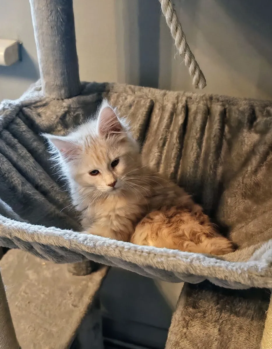 Maine coon - Image 4