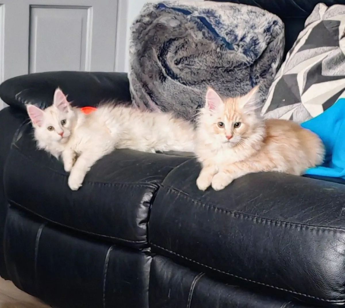 Maine coon - Image 1