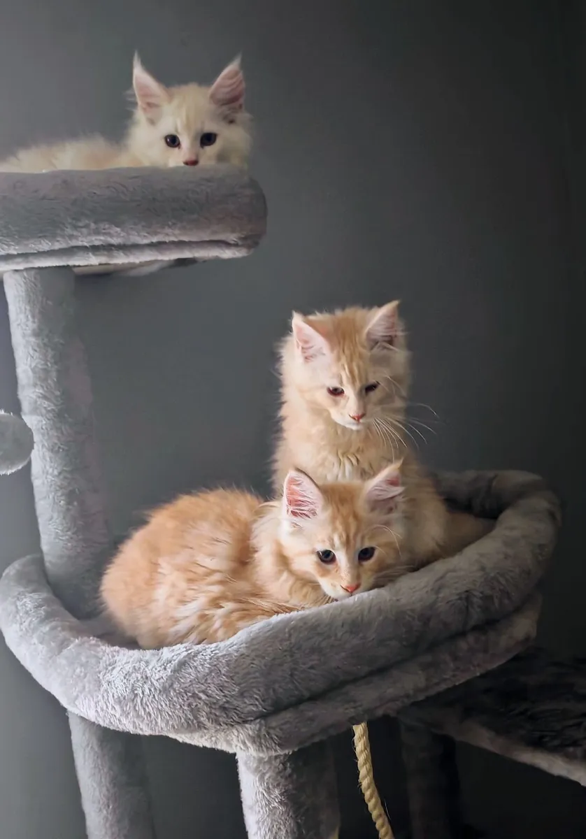 Maine coon - Image 2