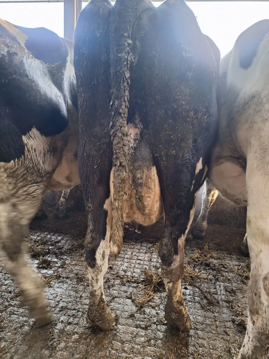 4 PBR Hol/Fr Milking Cows - Image 2