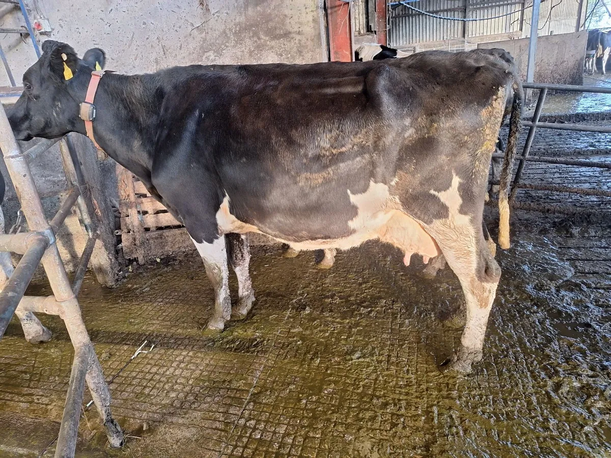 4 PBR Hol/Fr Milking Cows - Image 4