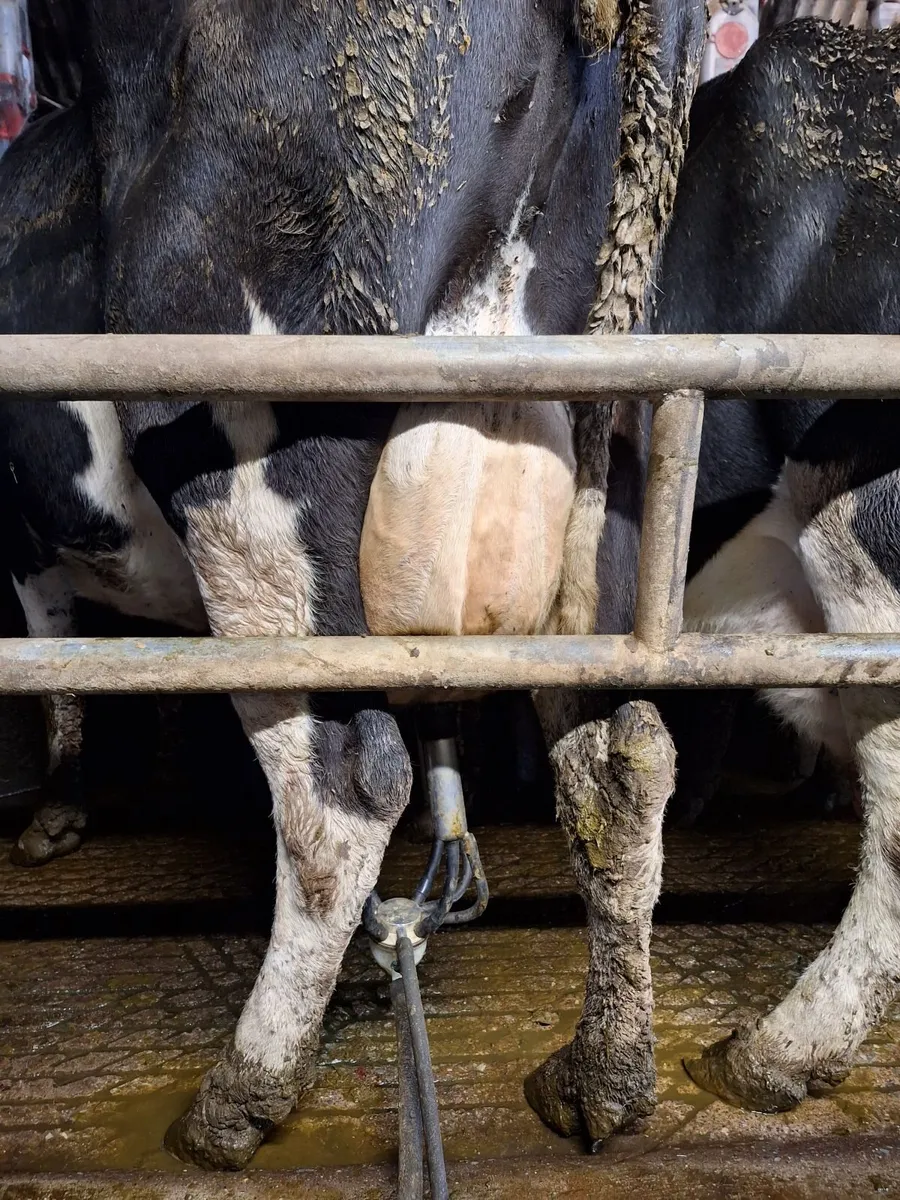 4 PBR Hol/Fr Milking Cows - Image 3