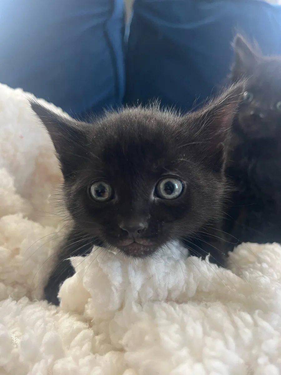 Kittens for sale - Image 1