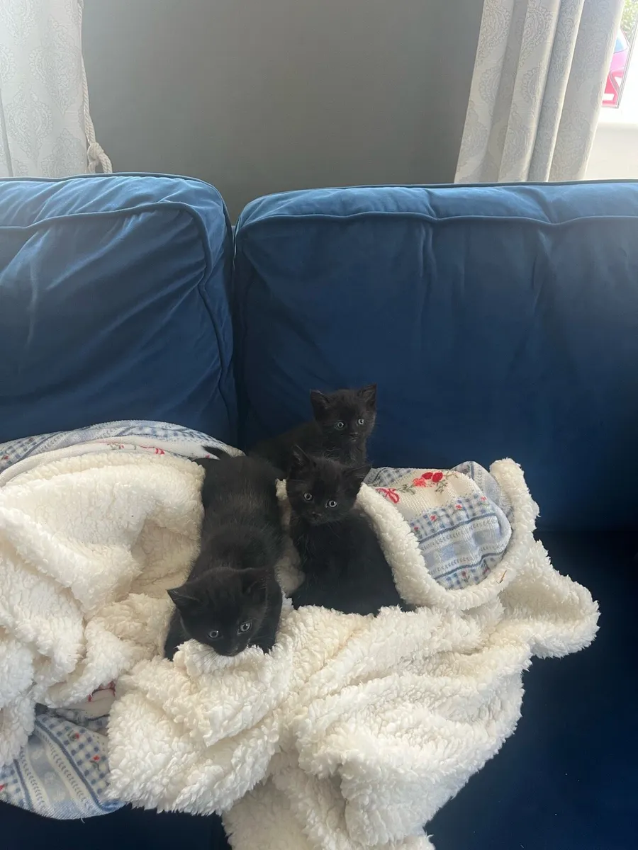 Kittens for sale - Image 2