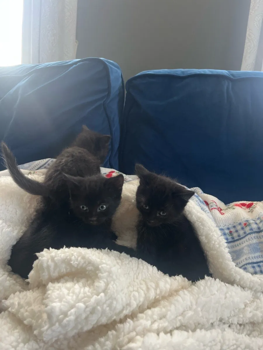 Kittens for sale - Image 3