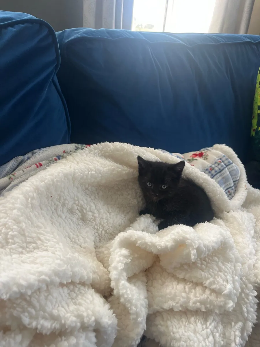 Kittens for sale - Image 4