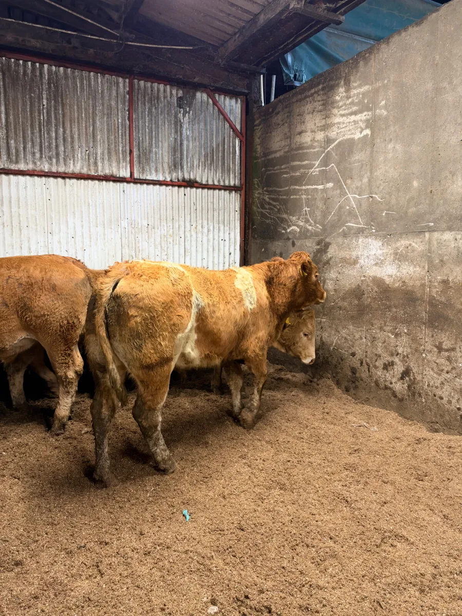 Forward lim bullocks - Image 4