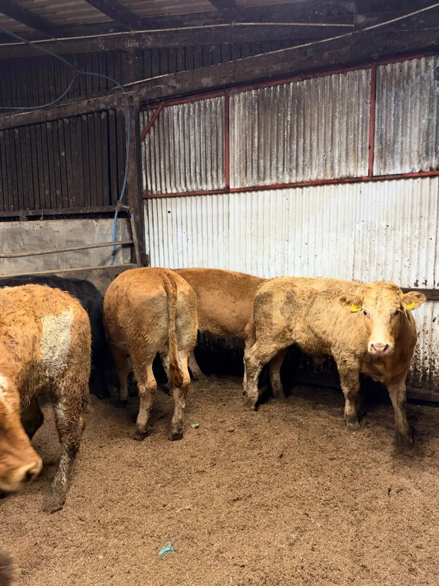 Forward lim bullocks - Image 2