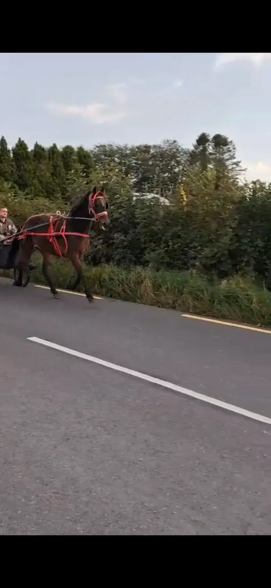 TROTTING COLT