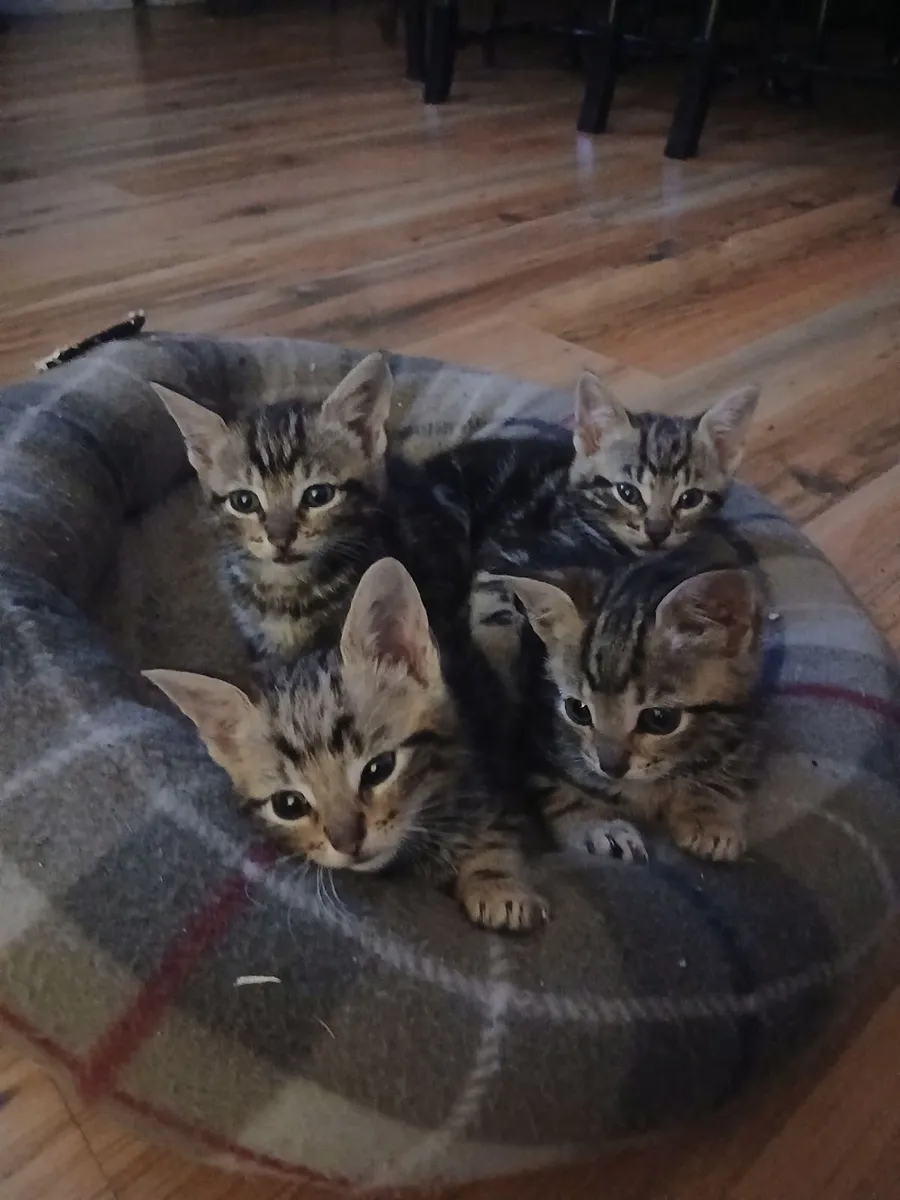 Kittens