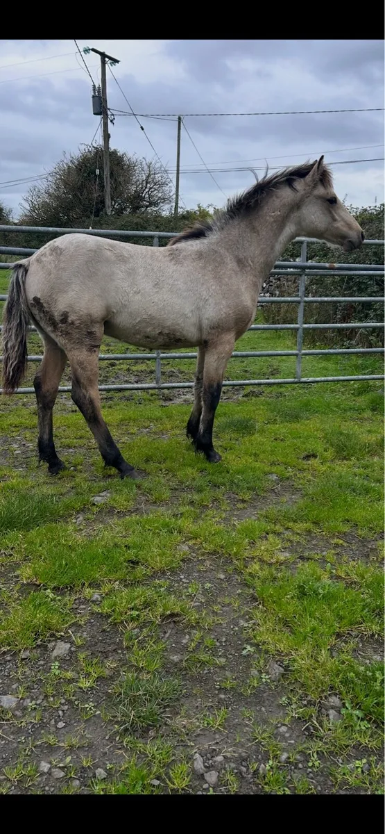 Clifden Sunday - Image 2