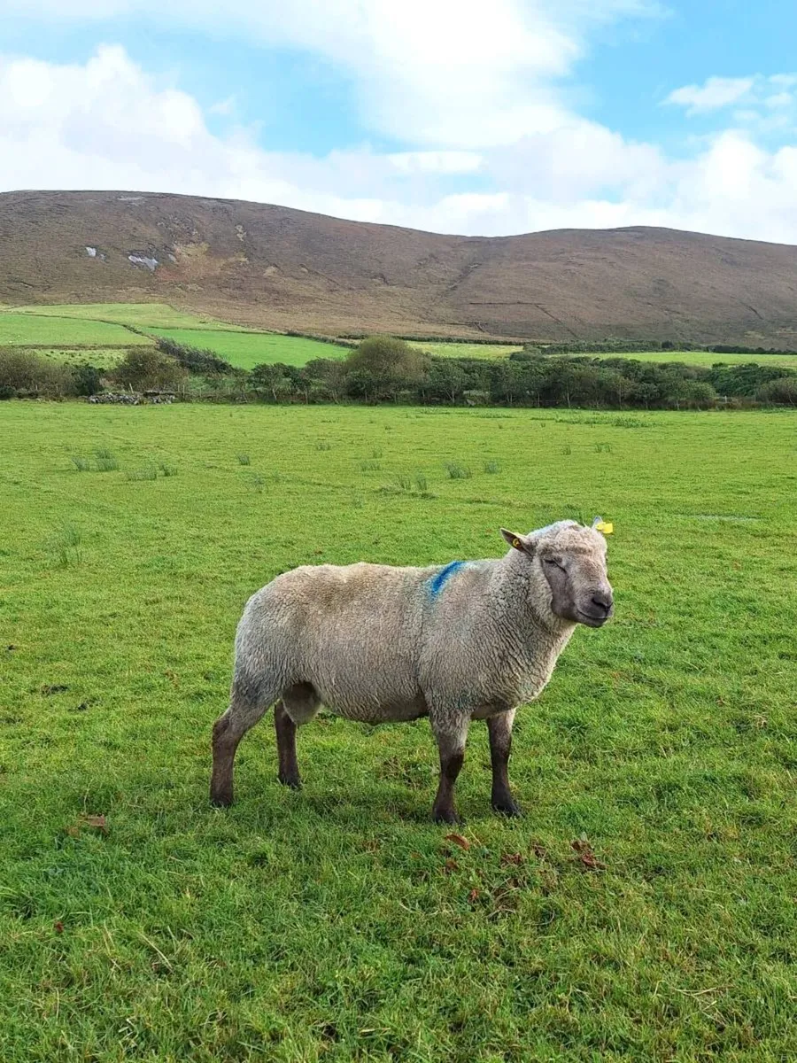 Vendeen PB Rams - Image 2