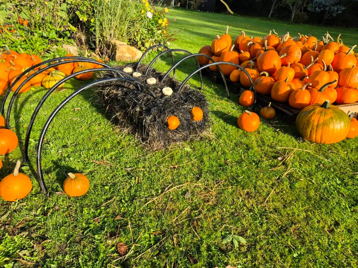 Pumpkins - Image 4