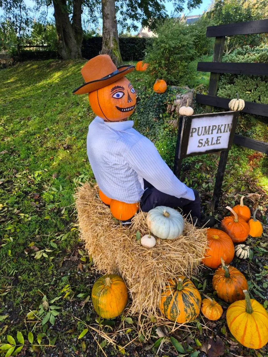 Pumpkins - Image 1