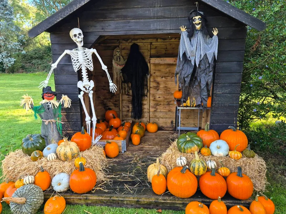 Pumpkins - Image 2