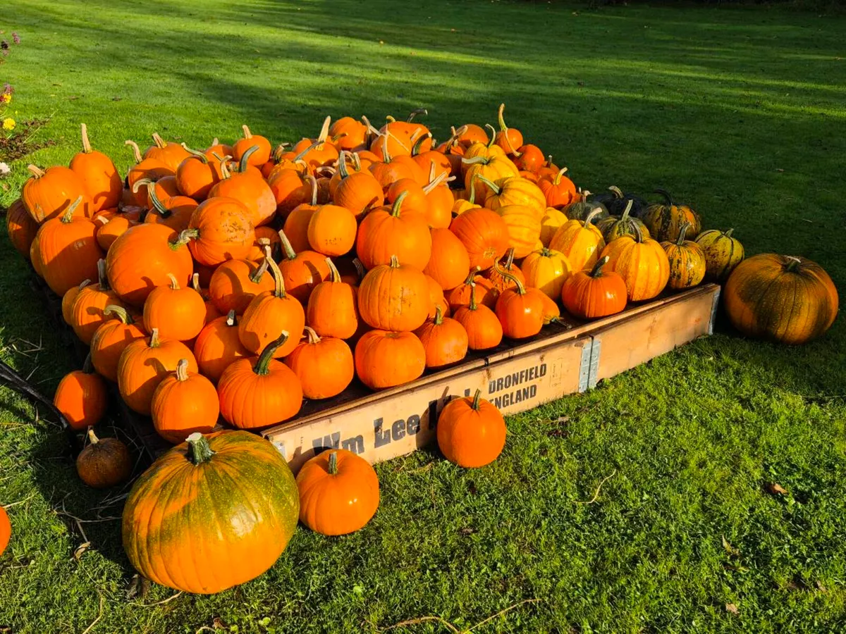 Pumpkins - Image 3