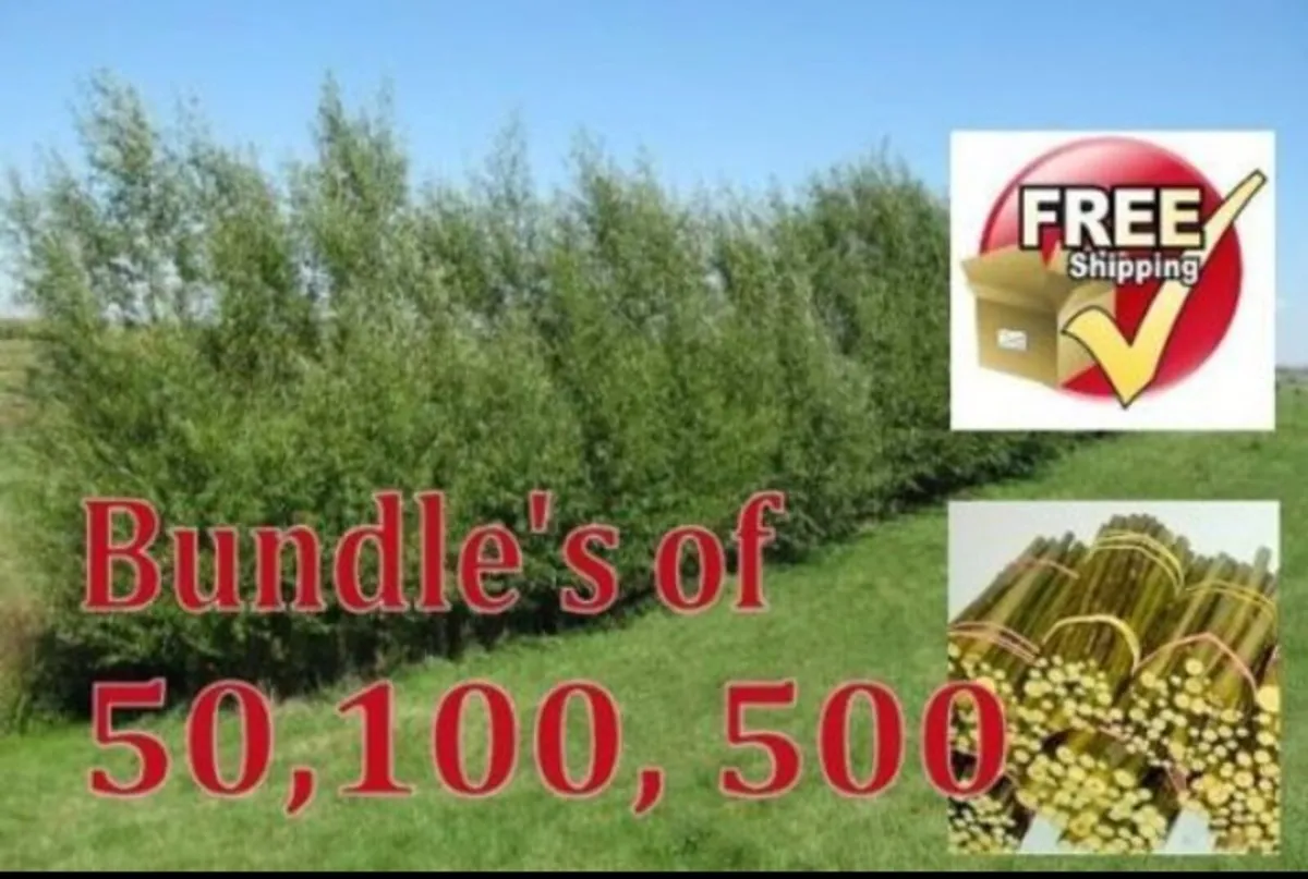 300x12" hybrid willow rod cuttings hedging ecofire - Image 1