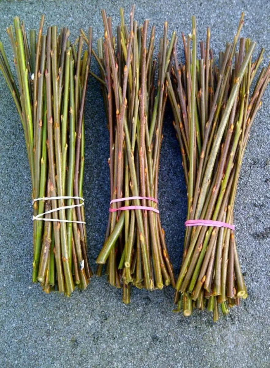 300x12" hybrid willow rod cuttings hedging ecofire - Image 3