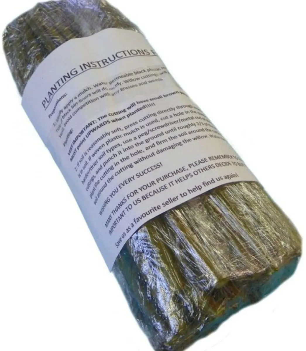 300x12" hybrid willow rod cuttings hedging ecofire - Image 4