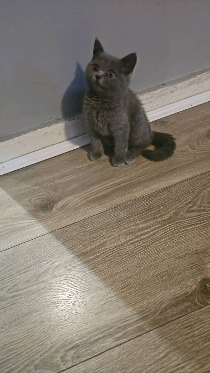 Britsh short blue kitten - Image 1