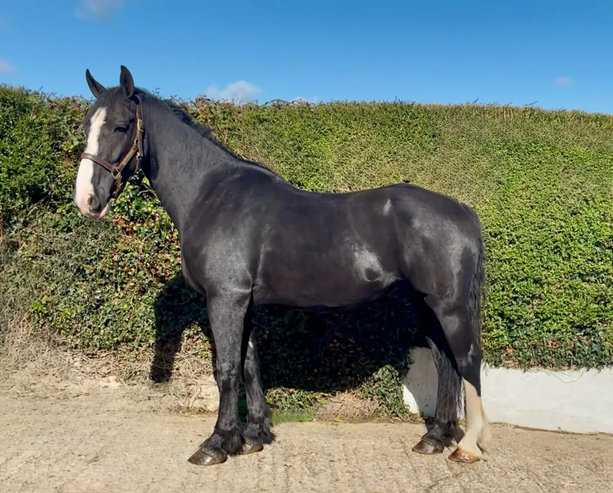 Beautiful black cob 16.1hh - Image 4
