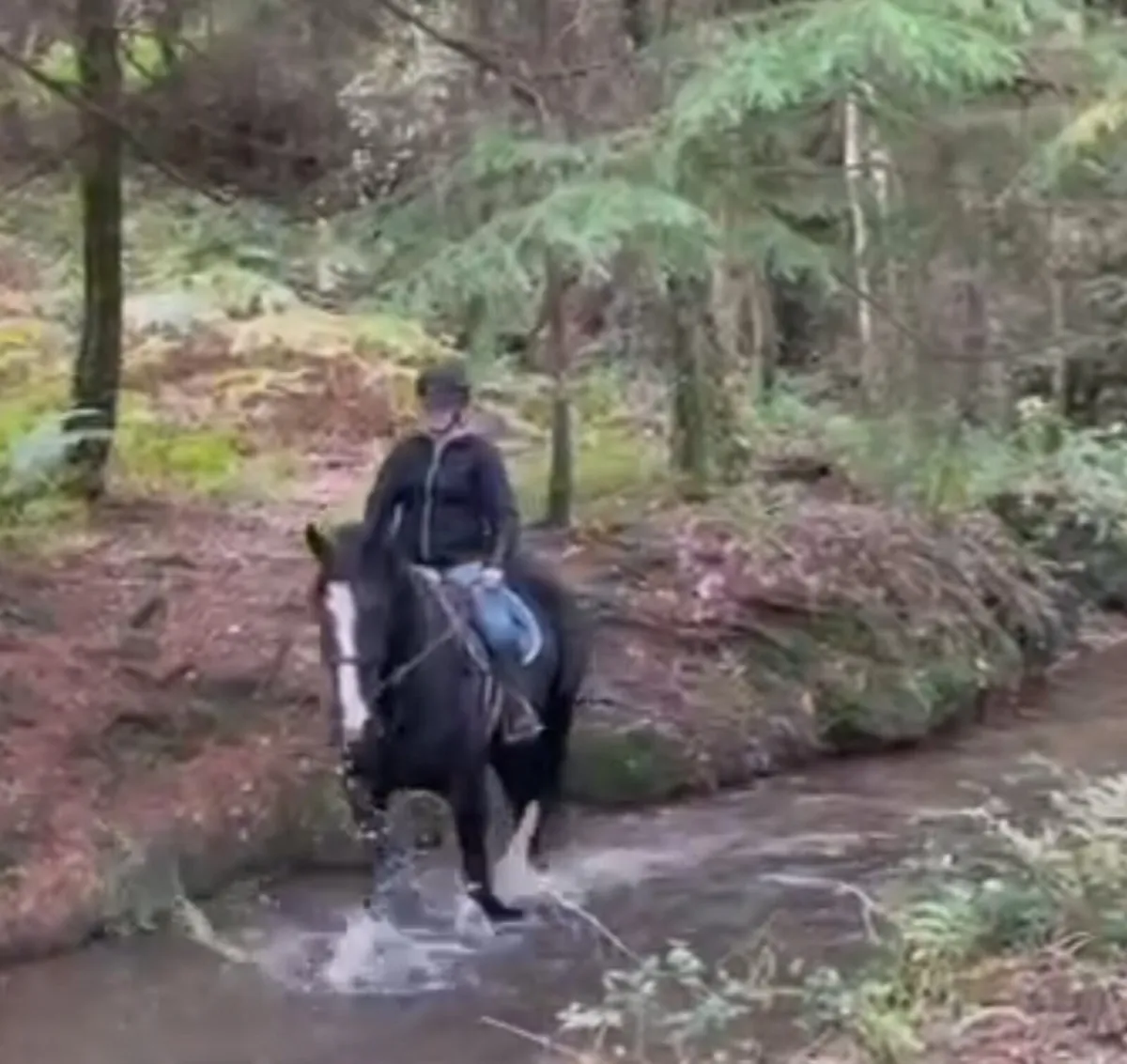 Beautiful black cob 16.1hh - Image 2
