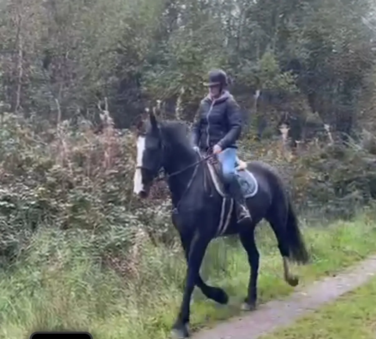 Beautiful black cob 16.1hh - Image 1