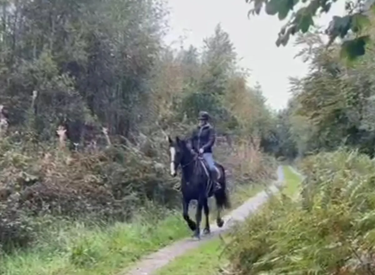 Beautiful black cob 16.1hh - Image 3