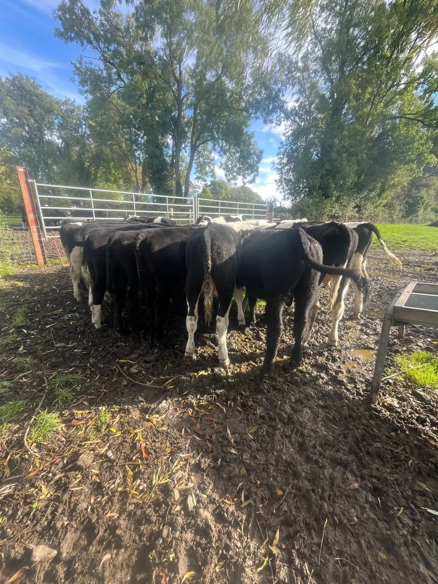 Angus and Frisian weanlings - Image 2