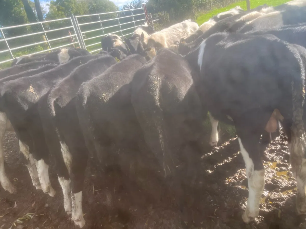 Angus and Frisian weanlings - Image 3