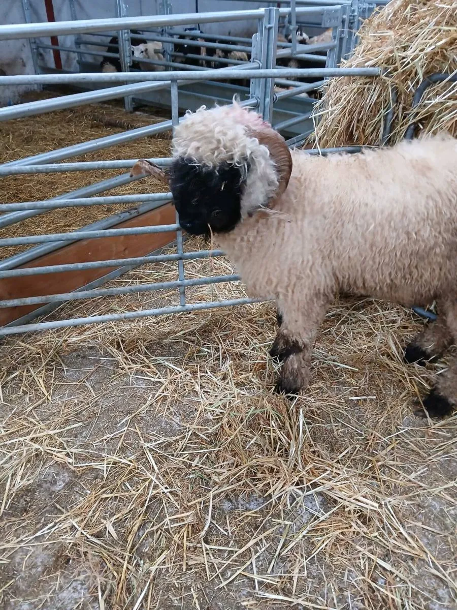 Black Nose Valais Hogget Ram