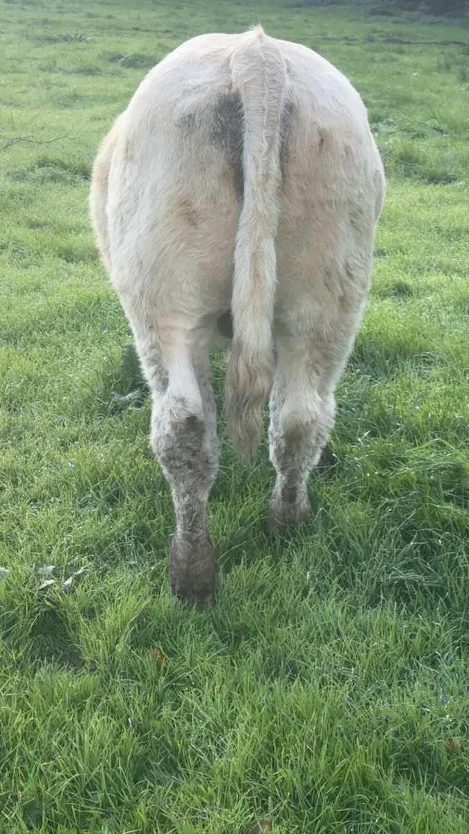 Charolais Bull Weanlings Templemore Mart 24/10 for sale in Tipperary ...