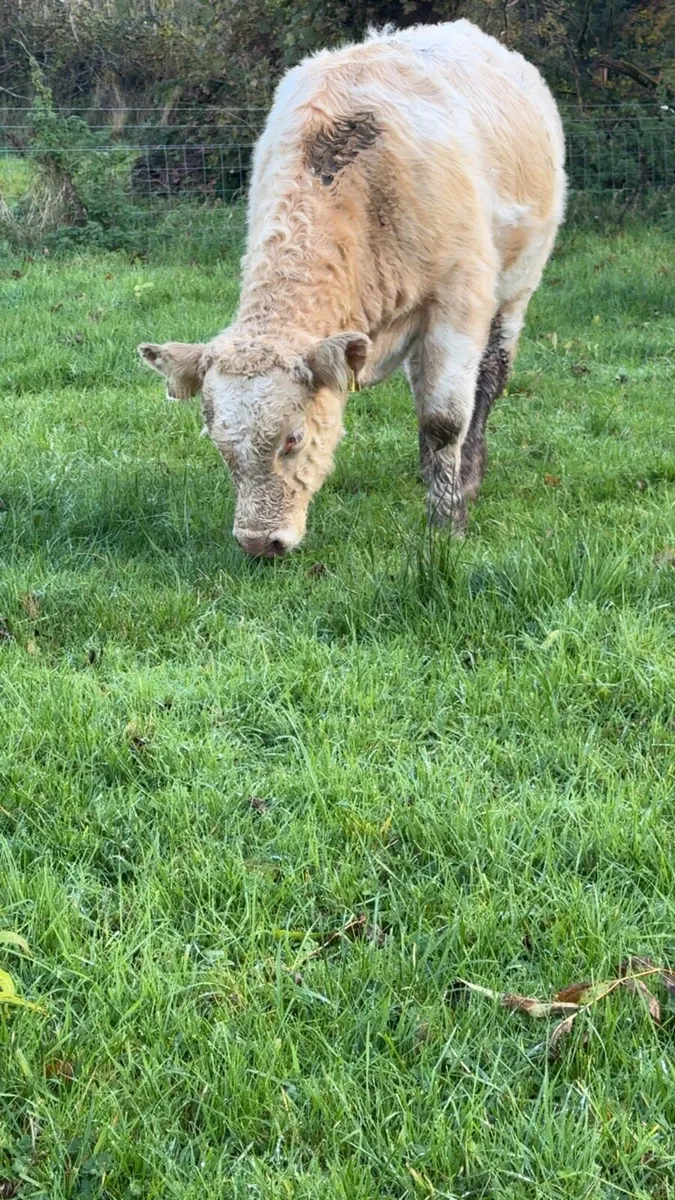Charolais Bull Weanlings Templemore Mart 24/10 for sale in Tipperary ...