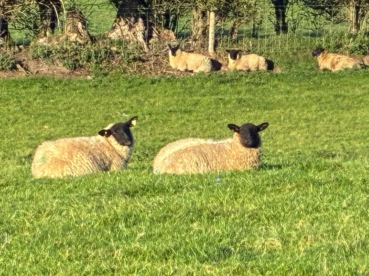 Organic ewe lambs - Image 4