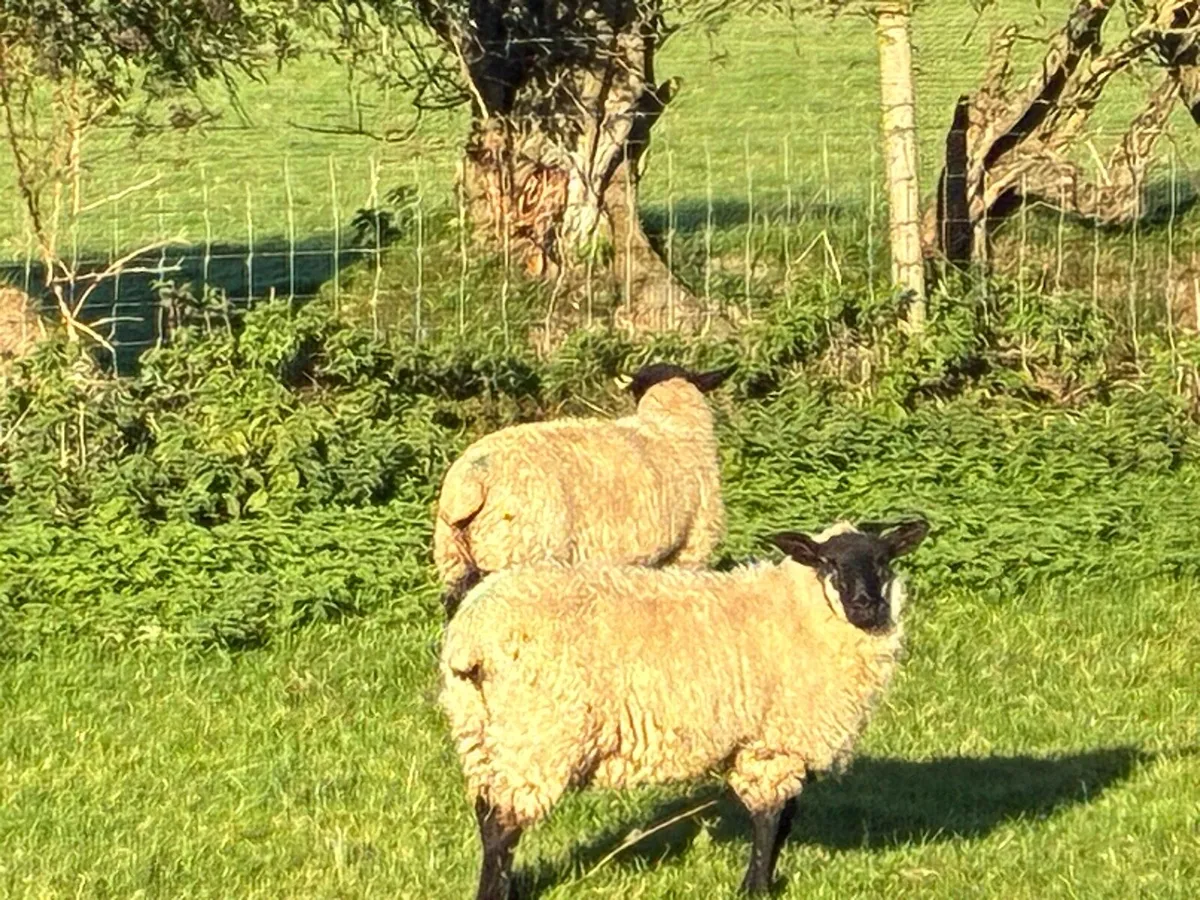 Organic ewe lambs - Image 1