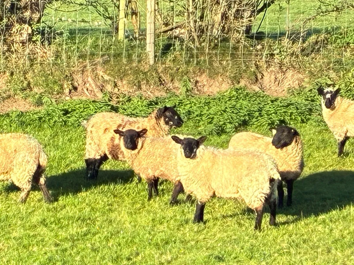 Organic ewe lambs - Image 2