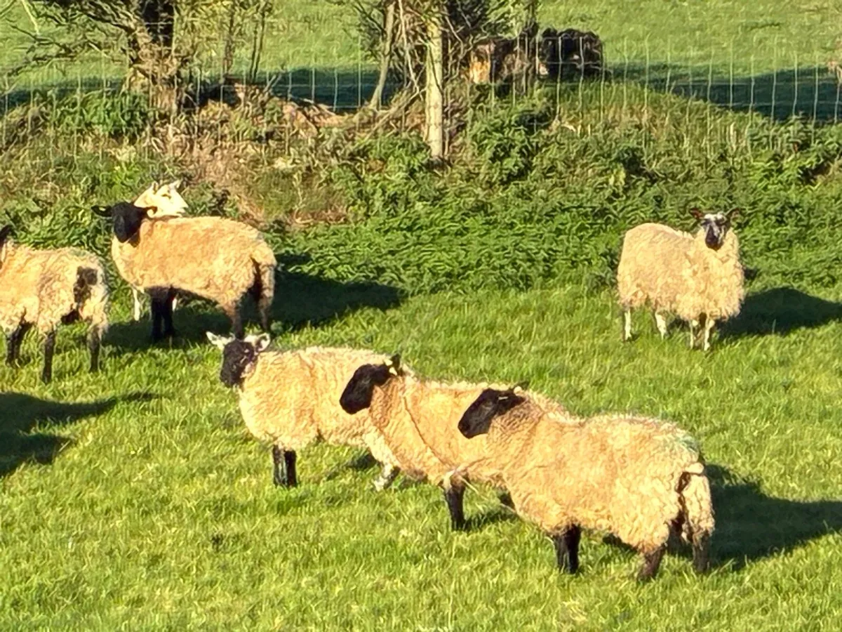 Organic ewe lambs - Image 3