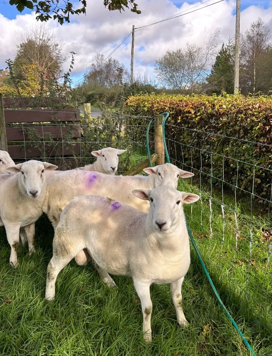 Easy Care Ram Lambs - Image 1