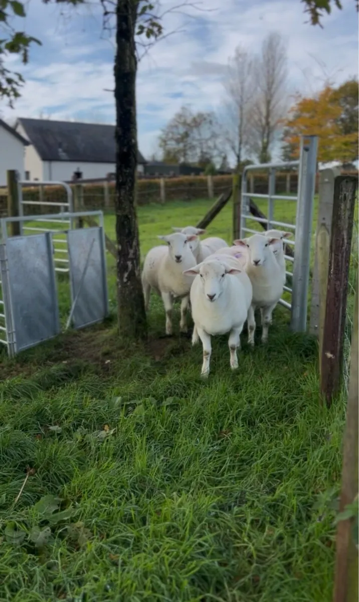 Easy Care Ram Lambs - Image 2
