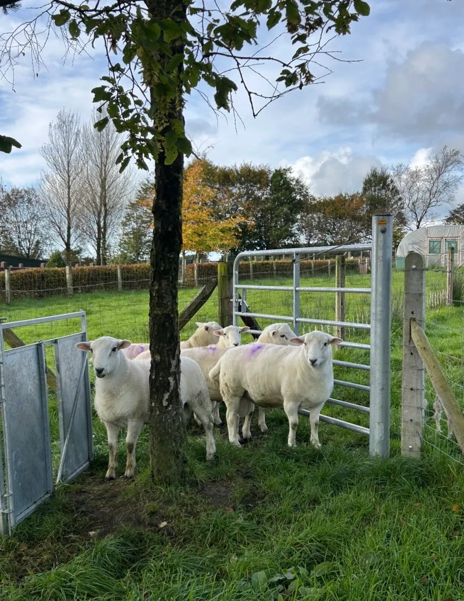 Easy Care Ram Lambs - Image 3