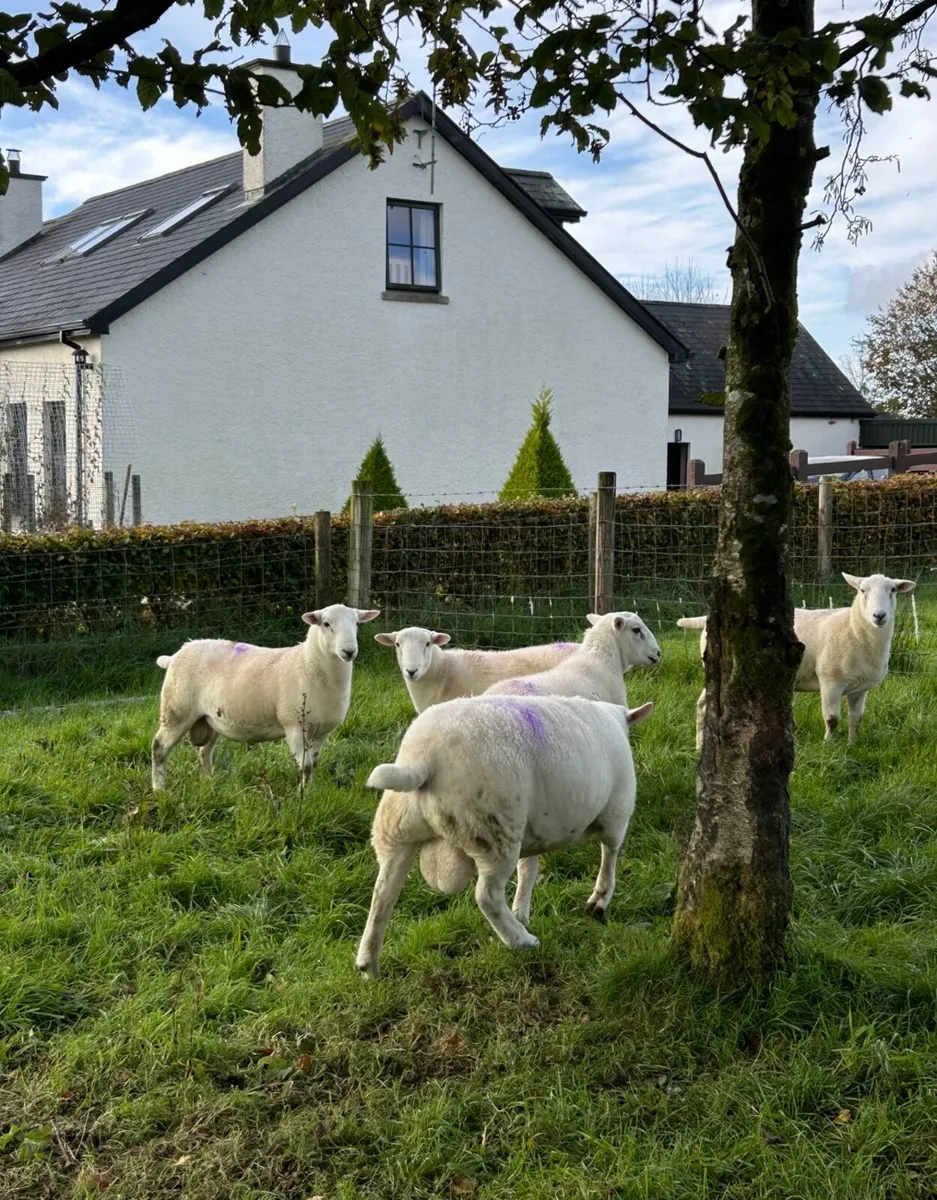 Easy Care Ram Lambs - Image 4