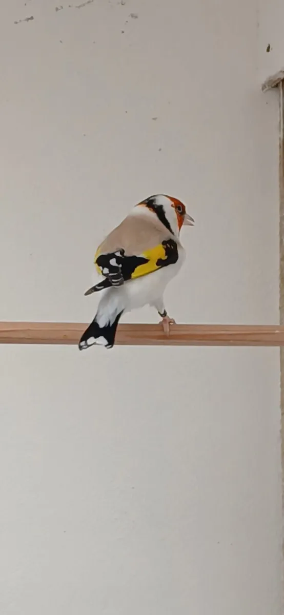 Siberian birds for sale. - Image 2