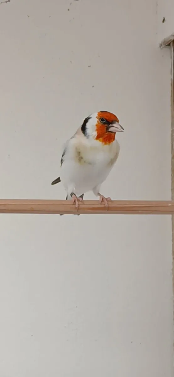 Siberian birds for sale. - Image 1