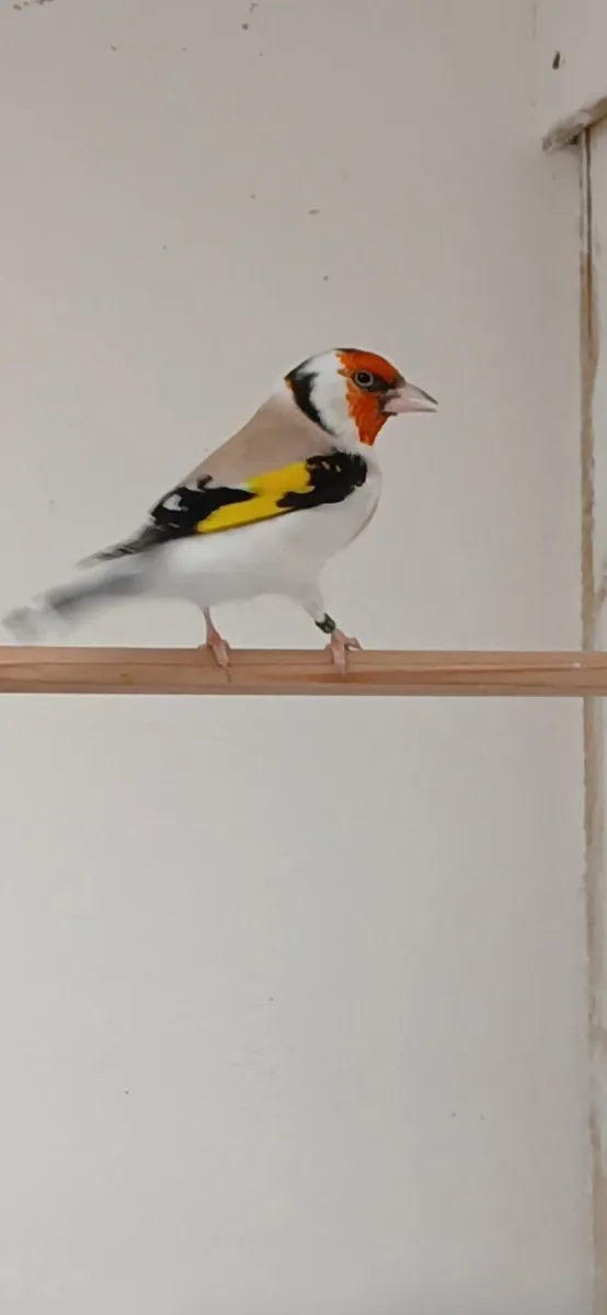 Siberian birds for sale. - Image 3