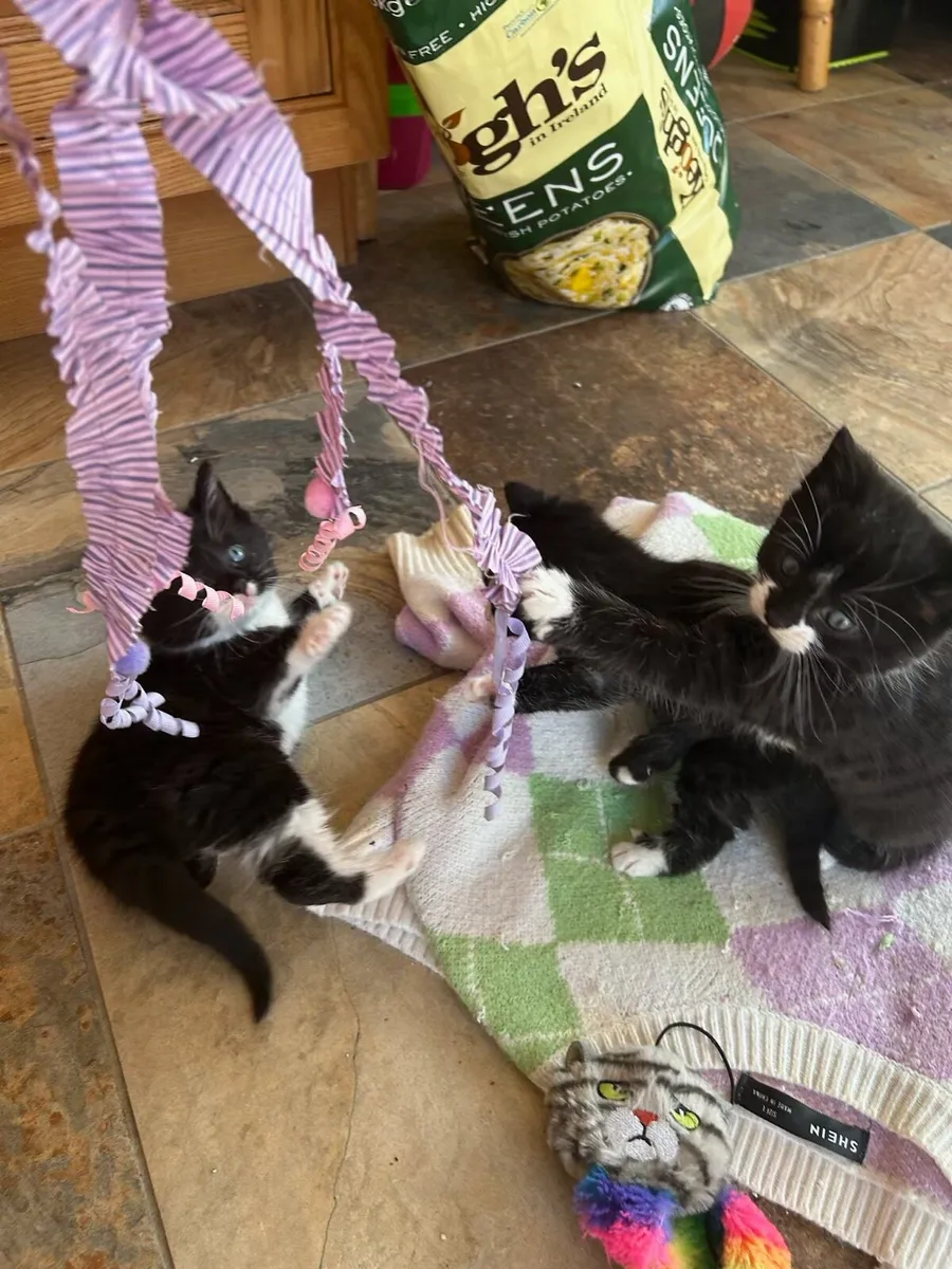 Fluffy and friendly kittens 🐈‍⬛ for sale - Image 2