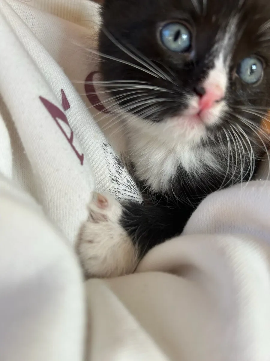 Fluffy and friendly kittens 🐈‍⬛ for sale - Image 3